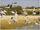 Birdwachting e safari nel deserto nell'Oasi di Fayoum - VE.T.S Vacanzegiziane